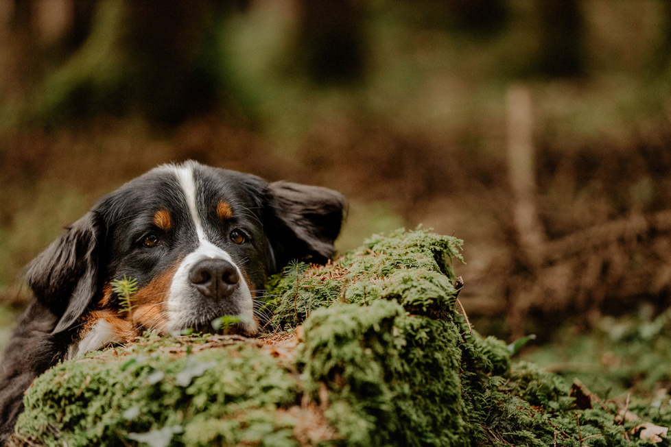 Berner Sennenhund liegt auf moosigem Waldboden