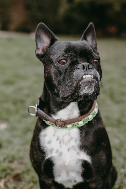 Französische Bulldogge mit grünem Halsband
