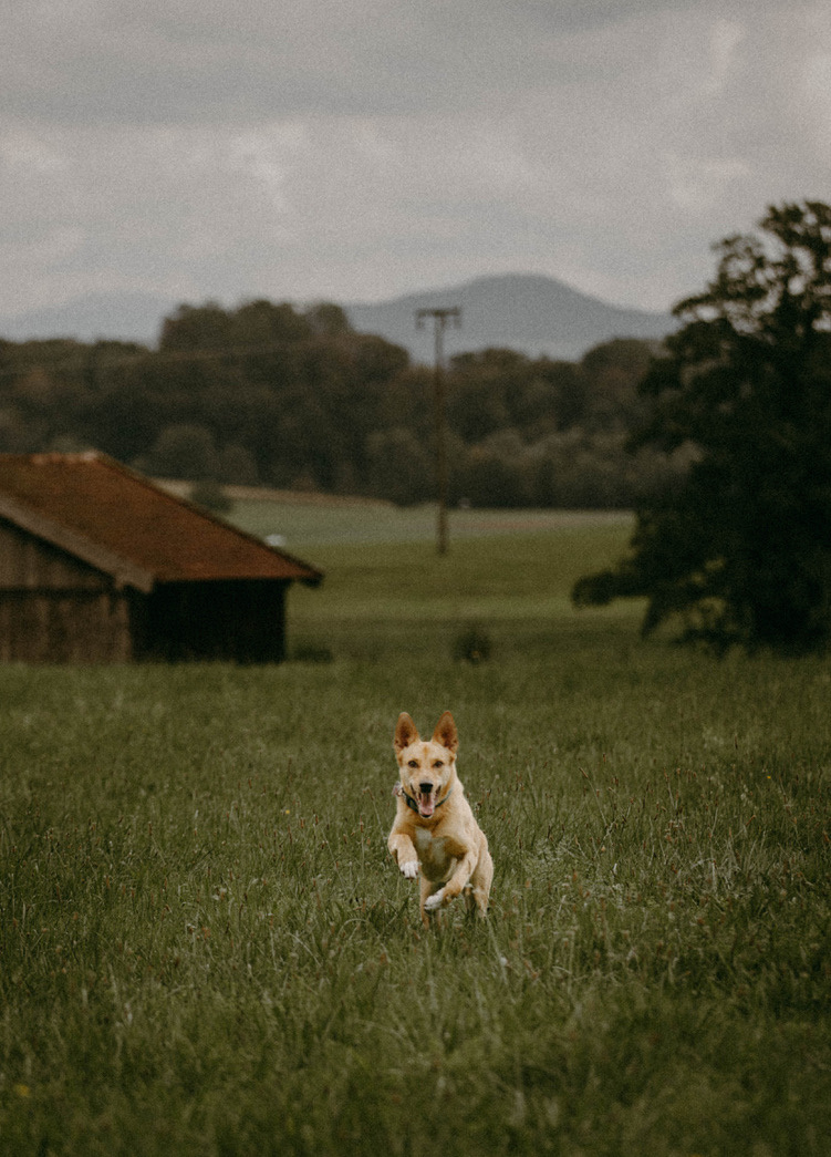 Hund auf einer Wiese vor Bergen