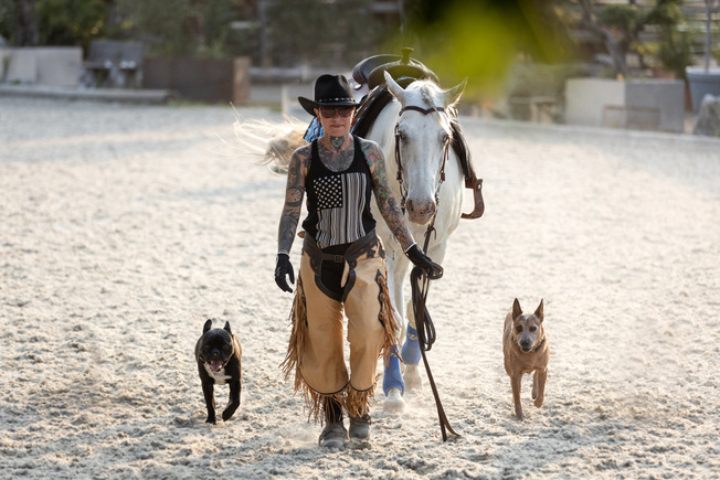 Reiterin mit Pferd und zwei Hunden in der Reithalle