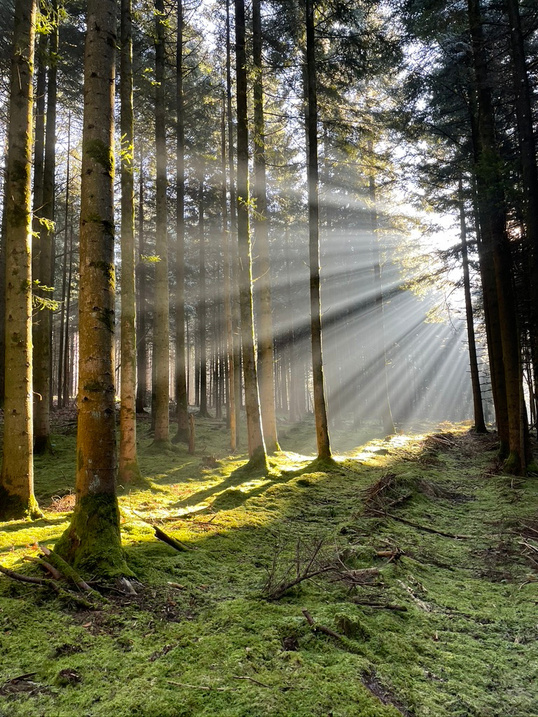 Sonnenstrahlen im Fichtenwald